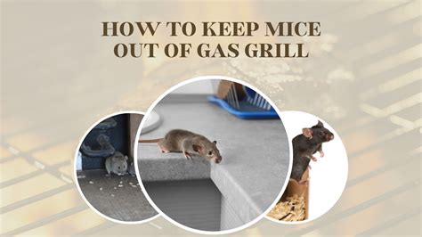 how to keep mice out of gas grill